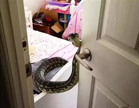 家裡進蛇